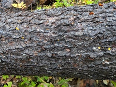 Lachnellula calyciformis