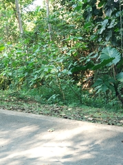 Coelognathus radiatus