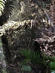 Hemphillia dromedarius