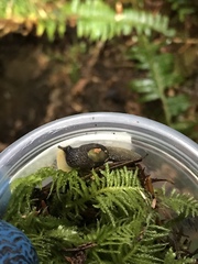 Hemphillia dromedarius