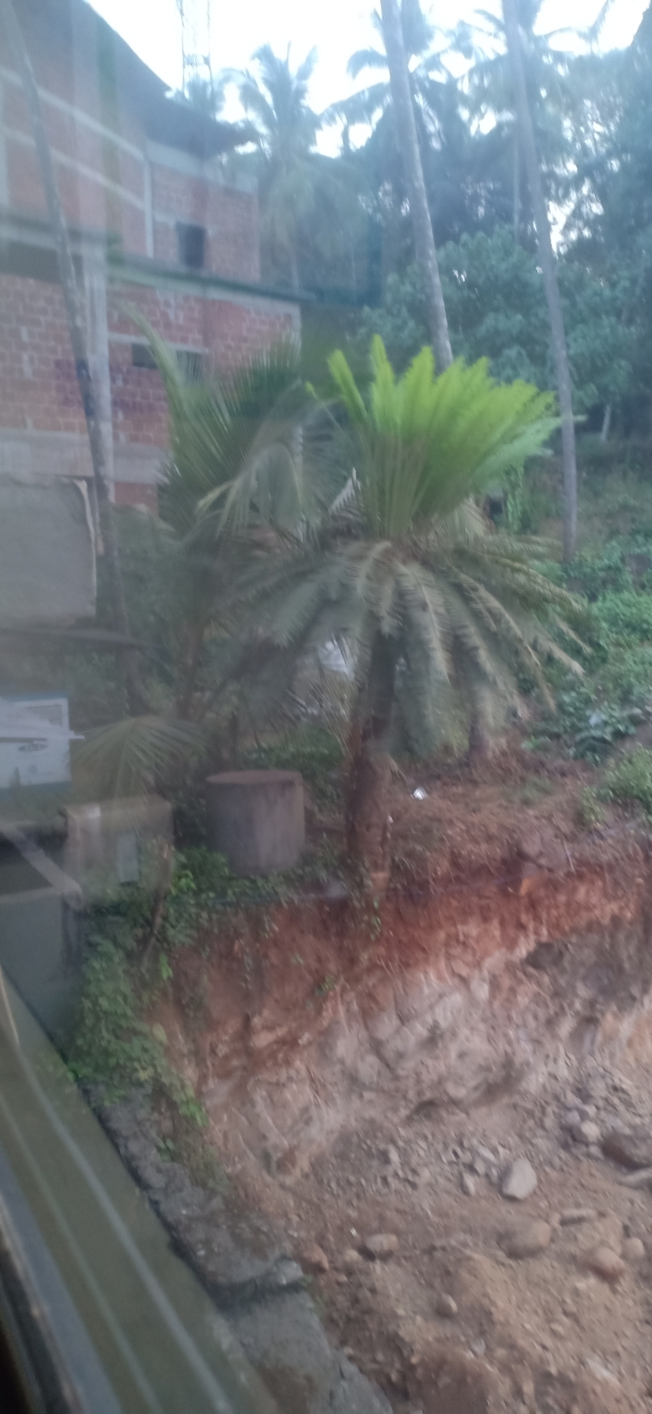 Imagem de Sagu-de-jardim