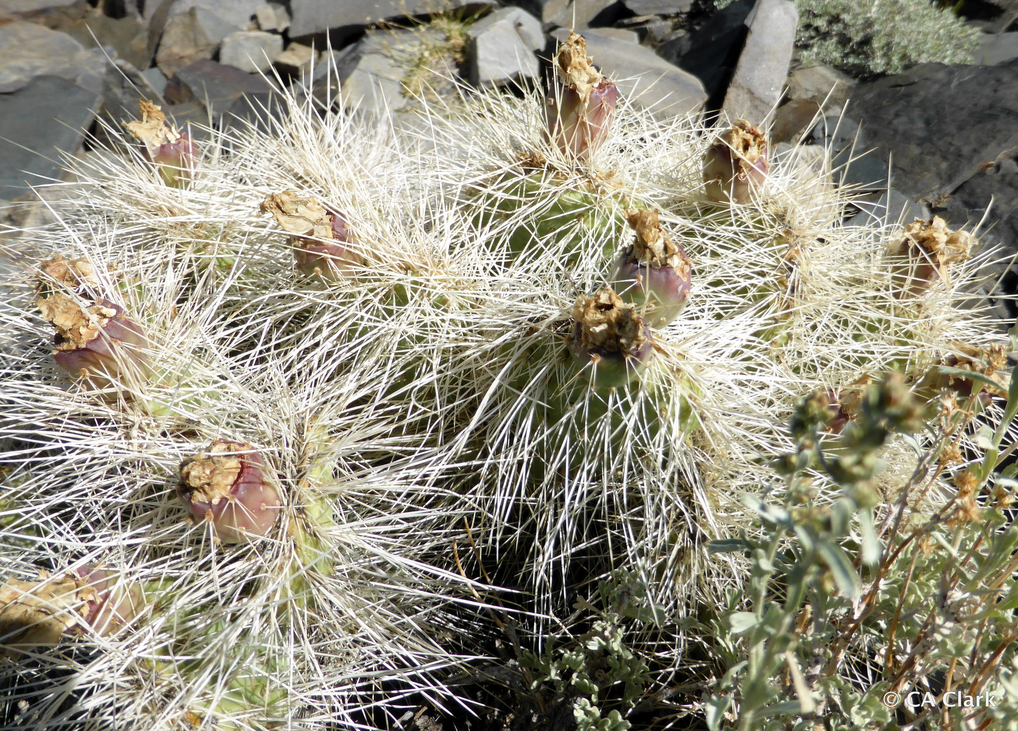 Opuntia polyacantha var. erinacea