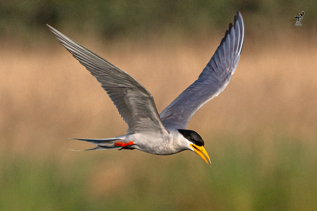 River Tern