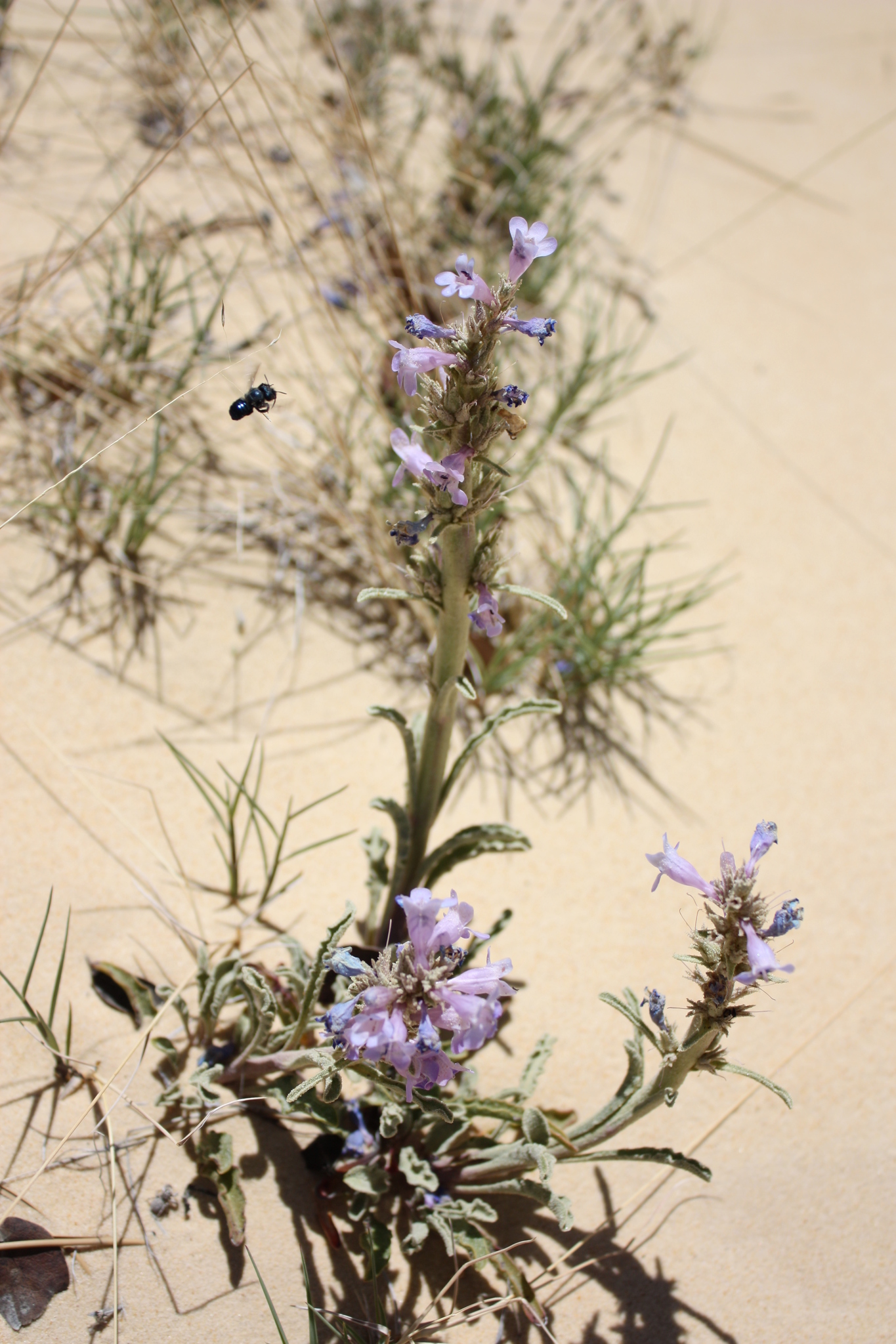 Penstemon ammophilus