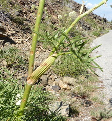 Angelica lineariloba