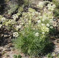 Angelica lineariloba