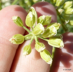 Angelica lineariloba