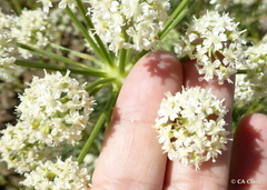 Angelica lineariloba