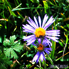 Aster alpinus