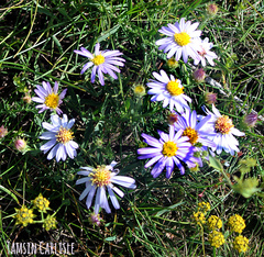 Aster alpinus