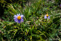 Aster alpinus