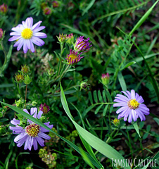 Aster alpinus