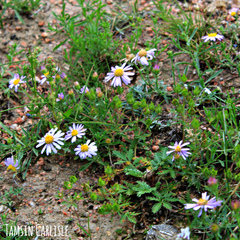 Aster alpinus