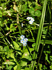 Myosotis alpestris