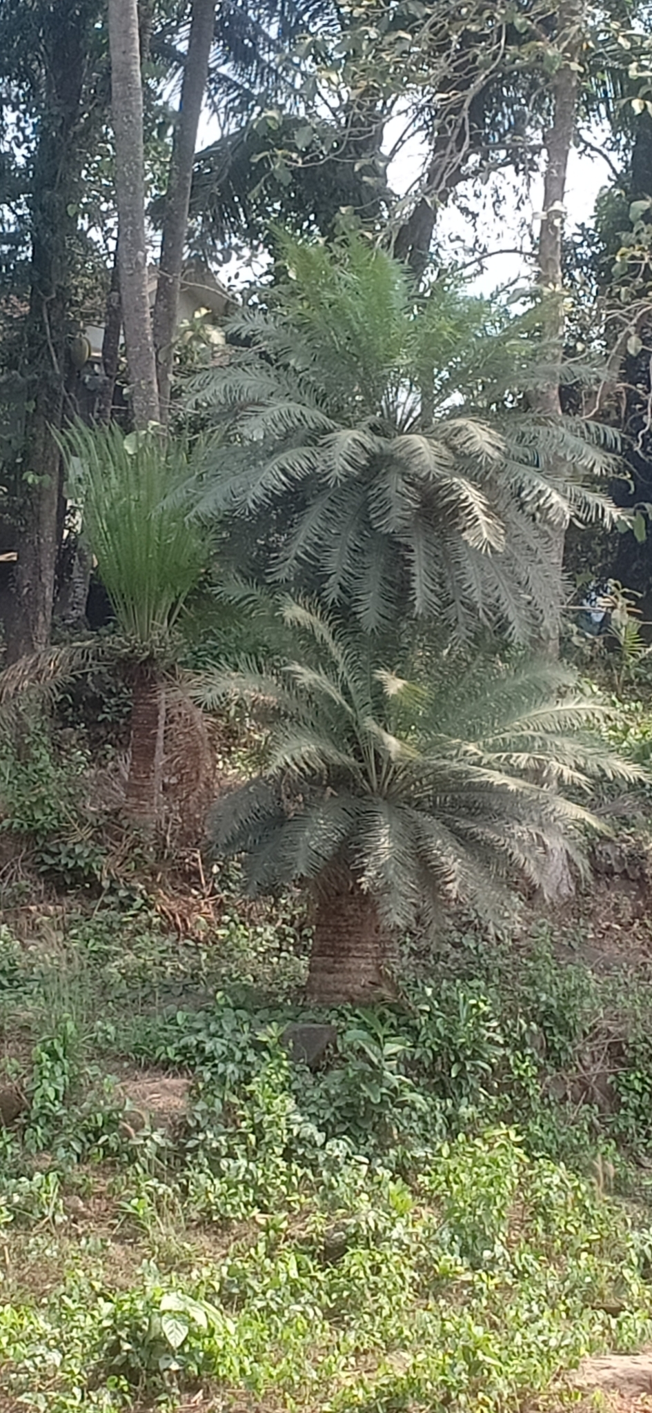 Imagem de Sagu-de-jardim