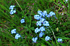 Myosotis alpestris