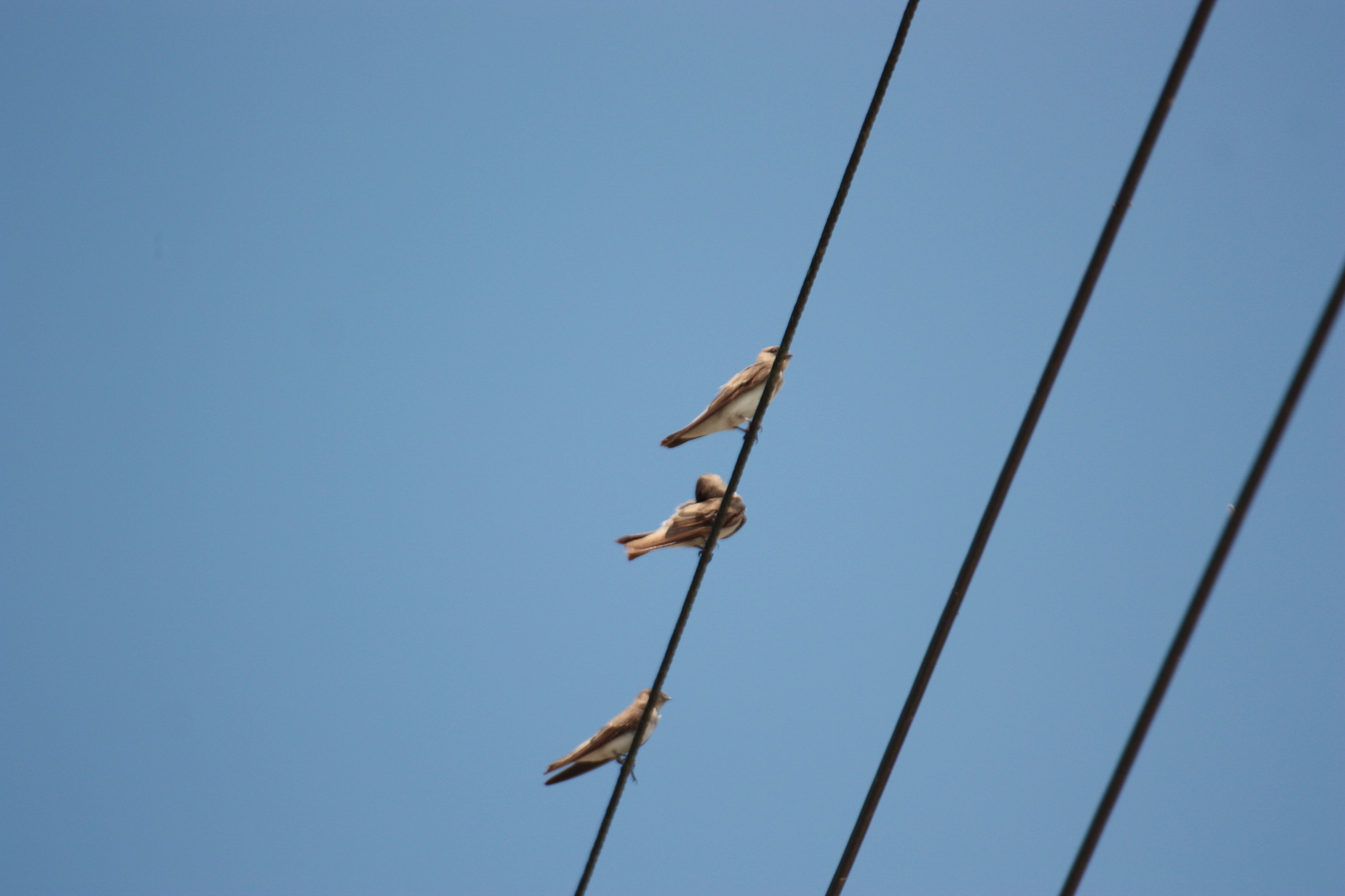 Grey-throated Martin (Riparia chinensis)