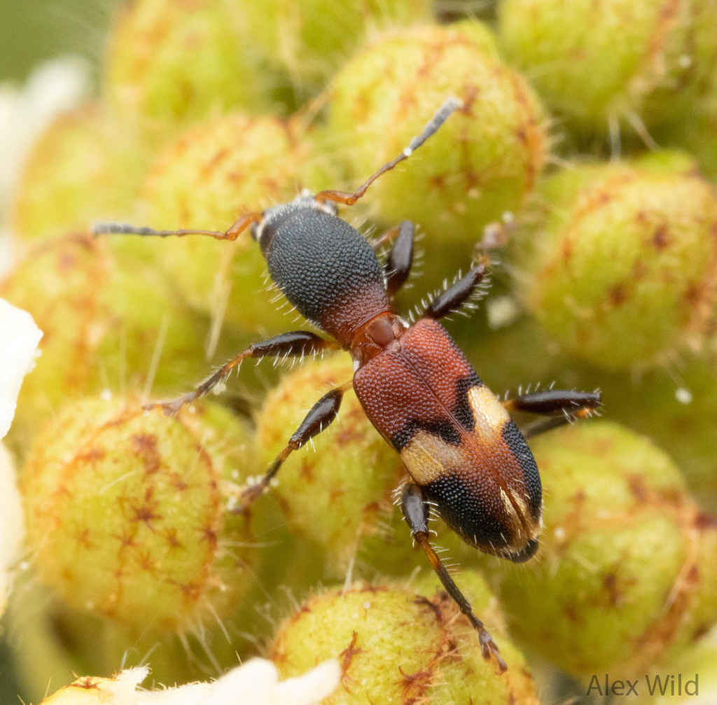 Tilloclytus minutus