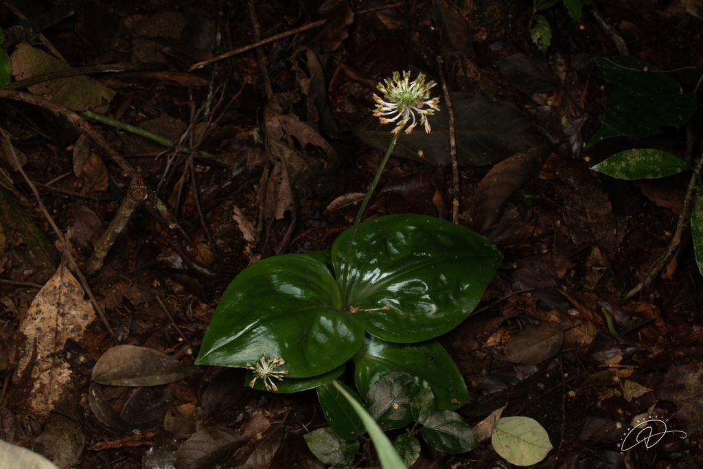 Malaxis excavata
