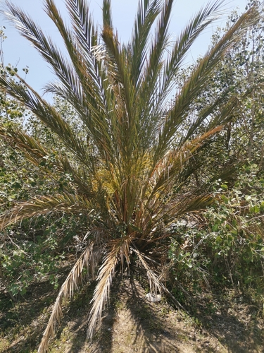 Avistamiento Palmera datilera de Abderramán