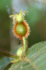 Peponidium