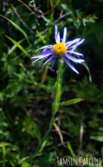 Aster altaicus