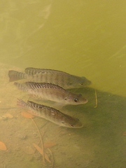 Oreochromis niloticus