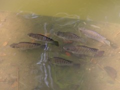 Oreochromis niloticus