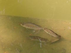 Oreochromis niloticus