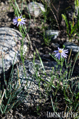 Aster altaicus