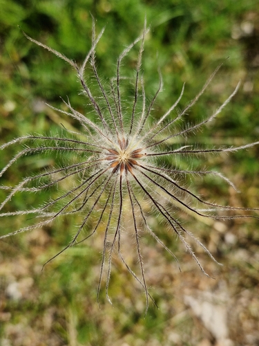 Pulsatilla vulgaris