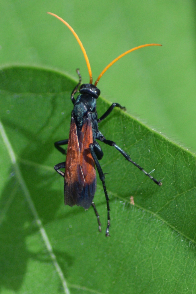 Eastern Tawny-horned Spider Wasp from Kendall, FL, USA on June 3, 2023 ...