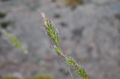 Anthoxanthum aristatum