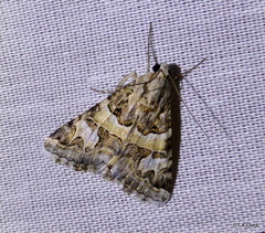 Drasteria mirifica