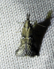 Alpheias transferens