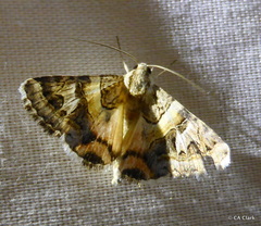 Drasteria mirifica