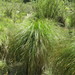 Carex secta - Photo (c) Margaret Donald,  זכויות יוצרים חלקיות (CC BY-NC-ND)