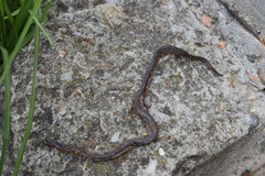 Atractus crassicaudatus