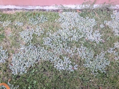 Cerastium tomentosum