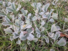 Cerastium tomentosum