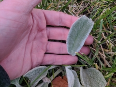 Cerastium tomentosum