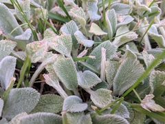 Cerastium tomentosum