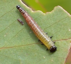 Paropsisterna hectica
