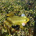 Pool Frog - Photo (c) Serge M. Appolonov, some rights reserved (CC BY-NC), uploaded by Serge M. Appolonov