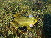 Pool Frog - Photo (c) Serge M. Appolonov, some rights reserved (CC BY-NC), uploaded by Serge M. Appolonov