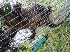 Didelphis pernigra