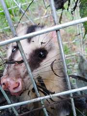 Didelphis pernigra