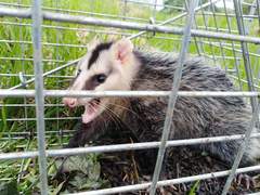 Didelphis pernigra