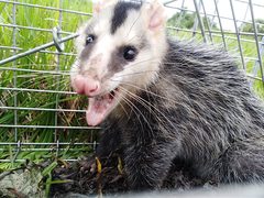 Didelphis pernigra