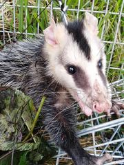 Didelphis pernigra
